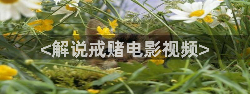 樱花影视社区：<解说戒赌电影视频>